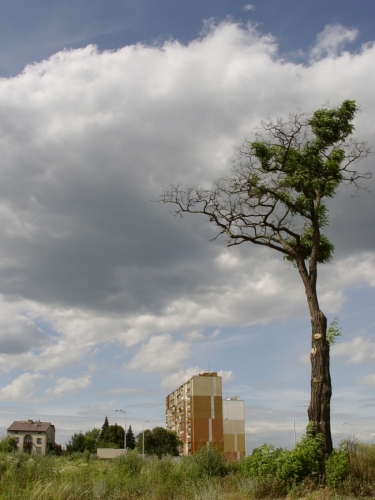 Spiritual Lessons from Trees